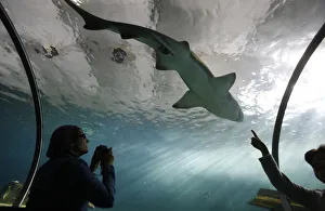 Acrylic glass tunnel where sharks swim above visitors, Sydney Aquarium, Sydney Acrylic glass tunnel where sharks swim above visitors, Sydney Aquarium, Sydney