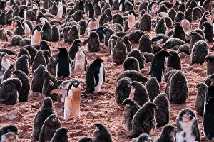 Adelie Penguin Gallery: Adelie penguin chicks (Pygoscelis adeliae), Paulet Island, Weddell Sea, Antarctica, Polar Regions