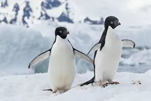 Adelie penguin (Pygoscelis adeliae) pair, at Brown Bluff, Antarctica, Southern Ocean