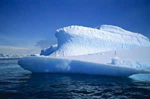 Adelie Penguin Gallery: Adelie penguins on iceberg, Antarctica, Polar Regions