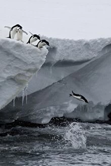 Penguin Collection: Adelie penguins (Pygoscelis adeliae), Port Martin, Antarctica, Polar Regions