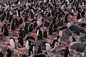 Adelie Penguin Gallery: Adelie penguins (Pygoscelis adeliae) colony, Paulet Island, Weddell Sea, Antarctica, Polar Regions