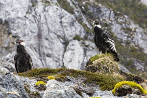 Adult Andean condors (Vulture gryphus), Wildlife Conservation Society Preserve of Karukinka, Strait of Magellan, Chile Adult Andean condors (Vulture gryphus), Wildlife Conservation Society Preserve of Karukinka, Strait of Magellan, Chile