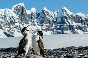Images Dated 20th February 2013: Adult Antarctic shag (Phalacrocorax (atriceps) bransfieldensi) with chick, Jougla Point