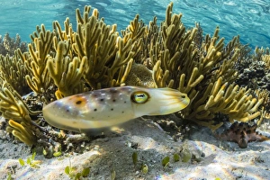 Adult broadclub cuttlefish (Sepia latimanus), Sebayur Island, Komodo Island National Park Adult broadclub cuttlefish (Sepia latimanus), Sebayur Island, Komodo Island National Park