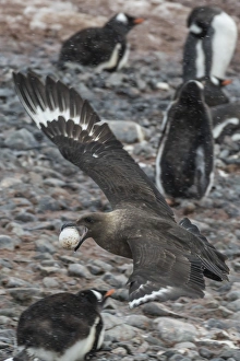 An adult brown skua (Stercorarius spp), with a stolen gentoo penguin egg at Cuverville Island An adult brown skua (Stercorarius spp), with a stolen gentoo penguin egg at Cuverville Island