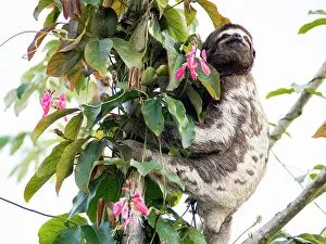 Sloth Prints: Adult brown-throated sloth Print