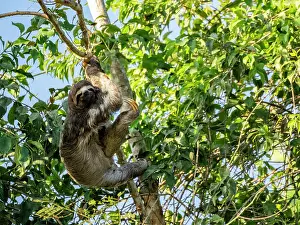 Sloth Prints: Adult brown-throated sloth Print
