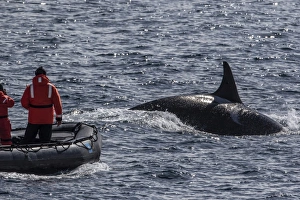 Adult bull Type A killer whale (Orcinus orca) surfacing near researchers in the Gerlache Adult bull Type A killer whale (Orcinus orca) surfacing near researchers in the Gerlache