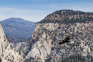 Zion National Park Gallery: An adult California condor in flight on Angels Landing Trail in Zion National Park