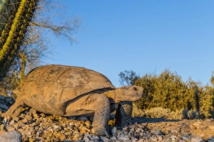 Adult captive desert tortoise (Gopherus agassizii) at sunset at the Arizona Sonora Desert Museum Adult captive desert tortoise (Gopherus agassizii) at sunset at the Arizona Sonora Desert Museum