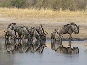Related Images Gallery: Adult common wildebeest (Connochaetes taurinus), drinking near the Lukosi River