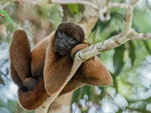An adult common woolly monkey (Lagothrix lagothricha), in the trees along the Yarapa