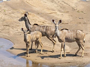 Related Images Gallery: Adult female greater kudus (Tragelaphus strepsiceros), with young in the Save Valley