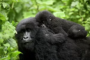 Caring Gallery: Adult female mountain gorilla