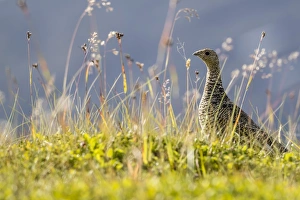 An adult female willow ptarmigan (Lagopus lagopus) in summer plumage on the Snaefellsnes Peninsula An adult female willow ptarmigan (Lagopus lagopus) in summer plumage on the Snaefellsnes Peninsula