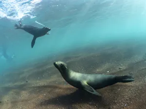Adult Galapagos sea lions (Zalophus wollebaeki) underwater on Rabida Island, Galapagos Adult Galapagos sea lions (Zalophus wollebaeki) underwater on Rabida Island, Galapagos