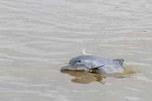 Adult gray dolphin (bufeo gris) (Sotalia fluviatilis), Amazon National Park, Loreto Adult gray dolphin (bufeo gris) (Sotalia fluviatilis), Amazon National Park, Loreto