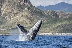 Images Dated 25th December 2015: Adult humpback whale (Megaptera novaeangliae), breaching in the shallow waters of Cabo Pulmo