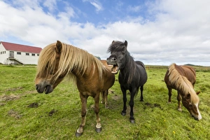 Adult Icelandic horses (Equus ferus caballus), on a farm on the Snaefellsnes Peninsula Adult Icelandic horses (Equus ferus caballus), on a farm on the Snaefellsnes Peninsula