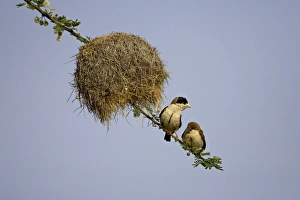 Adult and immature black-capped social weaver (Pseudonigrita cabanisi) near their nest Adult and immature black-capped social weaver (Pseudonigrita cabanisi) near their nest