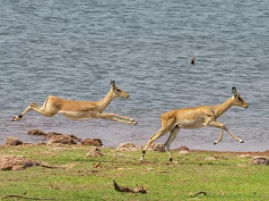 Adult impalas (Aepyceros melampus), running along the shoreline of Lake Kariba, Zimbabwe