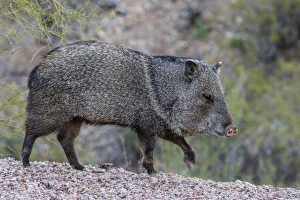 Adult javalina (collared peccary) (Pecari tajacu) in the Sonoran Desert suburbs of Tucson Adult javalina (collared peccary) (Pecari tajacu) in the Sonoran Desert suburbs of Tucson