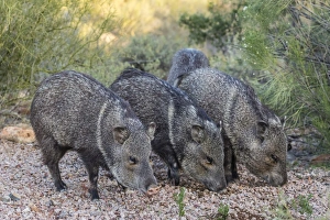 Adult javalinas (collared peccary) (Pecari tajacu) in the Sonoran Desert suburbs of Tucson Adult javalinas (collared peccary) (Pecari tajacu) in the Sonoran Desert suburbs of Tucson