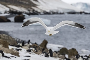 Adult kelp gull (Larus dominicanus) in flight at Brown Bluff, Antarctic Sound, Antarctica Adult kelp gull (Larus dominicanus) in flight at Brown Bluff, Antarctic Sound, Antarctica
