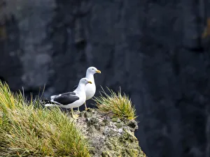 Adult kelp gulls (Larus dominicanus), on a nest on Annenkov Island, South Georgia, South Atlantic, Polar Regions Adult kelp gulls (Larus dominicanus), on a nest on Annenkov Island, South Georgia, South Atlantic, Polar Regions