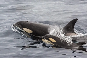 An adult killer whale (Orcinus orca) surfaces next to a calf off the Cumberland Peninsula An adult killer whale (Orcinus orca) surfaces next to a calf off the Cumberland Peninsula