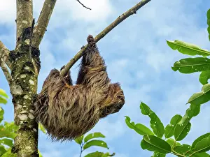 Sloth Prints: Linnaeus's Two-Toed Sloth Print