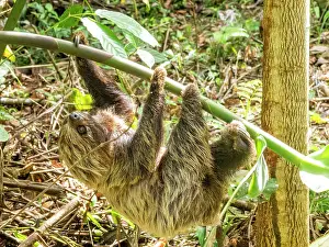 Sloth Prints: Linnaeus's Two-Toed Sloth Print