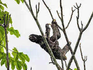 Sloth Prints: Adult male brown-throated sloth Print