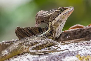 An adult male common basilisk, Basiliscus basiliscus, in Corcovado National Park An adult male common basilisk, Basiliscus basiliscus, in Corcovado National Park