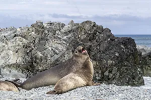 Adult male and female southern elephant seals (Mirounga leonina) Adult male and female southern elephant seals (Mirounga leonina)