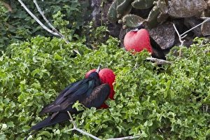Adult male great frigatebirds (Fregata minor), Genovesa Island, Galapagos Islands, UNESCO World Heritage Site, Ecuador, South America Adult male great frigatebirds (Fregata minor), Genovesa Island, Galapagos Islands, UNESCO World Heritage Site, Ecuador, South America