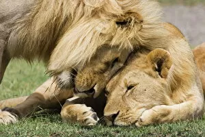 Sleep Gallery: Adult male lion (Panthera leo) greeting his son, Serengeti National Park