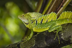 An adult male plumed basilisk, Basiliscus plumifrons, CaA±o Chiquerra An adult male plumed basilisk, Basiliscus plumifrons, CaA±o Chiquerra