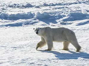Polar Bear Fast Ice Edge Print