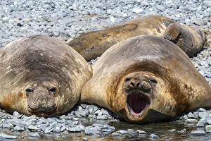 Adult male southern elephant seals (Mirounga leonina), hauled out on the beach at Robert Adult male southern elephant seals (Mirounga leonina), hauled out on the beach at Robert
