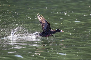 Adult male surf scoter (Melanitta perspicillata) taking flight in Williams Cove, Southeast Alaska Adult male surf scoter (Melanitta perspicillata) taking flight in Williams Cove, Southeast Alaska