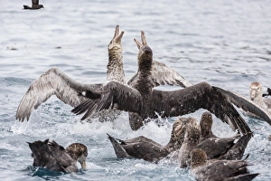 Adult northern giant petrels (Macronectes halli) fighting over a dead seal pup in Elsehul Adult northern giant petrels (Macronectes halli) fighting over a dead seal pup in Elsehul