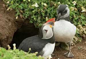 Adult puffin and puffling at entrance to burrow, Wales, United Kingdom, Europe
