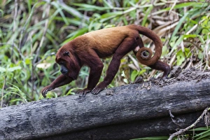 Adult red howler monkey (Alouatta seniculus), San Miguel Cao, Loreto, Peru, South America Adult red howler monkey (Alouatta seniculus), San Miguel Cao, Loreto, Peru, South America
