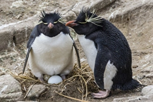 Eudyptes Chrysocome Gallery: Adult rockhopper penguins (Eudyptes chrysocome) at nesting site on New Island, Falkland Islands, U.K