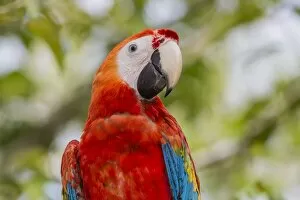 Adult scarlet macaw (Ara macao), Amazon National Park, Loreto, Peru, South America