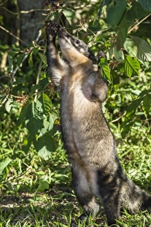 Adult South American coati (Nasua nasua), foraging, Iguazu Falls National Park, Misiones Adult South American coati (Nasua nasua), foraging, Iguazu Falls National Park, Misiones