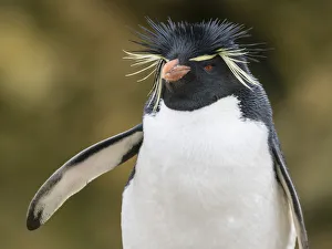 Eudyptes Chrysocome Gallery: An adult Southern rockhopper penguin, Eudyptes chrysocome, at rookery on New Island