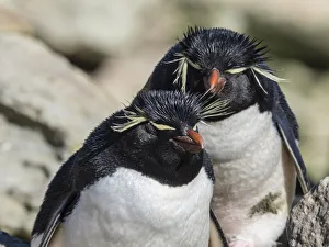 Eudyptes Chrysocome Gallery: Adult southern rockhopper penguins (Eudyptes chrysocome) on New Island, Falkland Islands